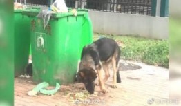 张警犬吃瓜网,揭秘网络世界中的警犬生活