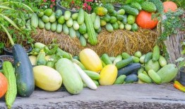 夏季吃三瓜都是哪三瓜,西瓜、黄瓜、苦瓜的清凉之旅