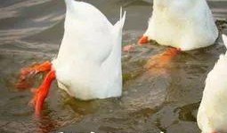 飞鸭视频吃瓜,揭秘吃瓜群众的狂欢盛宴