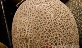 吃哈密瓜加糖,哈密瓜加糖的味蕾盛宴