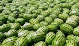 修电脑吃的大瓜