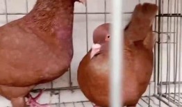 兔子可以吃熏瓜吗