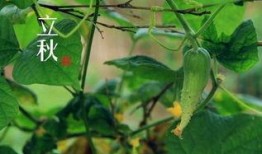 立秋后吃那三瓜,三瓜助你健康度秋