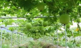 吃瓜地址 图片,一图看尽美食世界