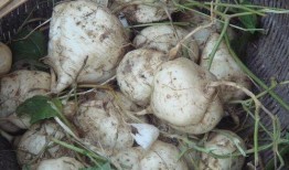 广西土瓜可以吃吗,广西土瓜的食用价值与食用方法