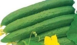 夏季吃三瓜都是哪三瓜,西瓜、黄瓜、苦瓜的清凉之旅