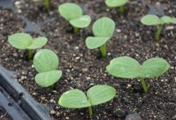 梦见吃发芽的瓜,吃发芽瓜的寓意与启示