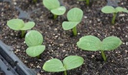 梦见吃发芽的瓜,吃发芽瓜的寓意与启示