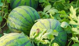 韩网吃瓜笔记,揭秘娱乐圈背后的惊人真相与八卦