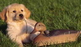 洋瓜狗狗可以吃吗,宠物饮食指南