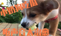 拼命吃瓜的狗,揭秘拼命吃瓜的狗狗传奇