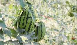 平度网红吃瓜,揭秘背后真相与网络舆论风暴