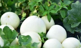 梨瓜什么吃最好,梨瓜的最佳食用方式