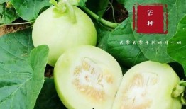 阜阳翰林府吃瓜,一场别开生面的“吃瓜”盛宴