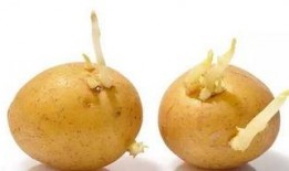 梦见吃发芽的瓜,吃发芽瓜的寓意与启示