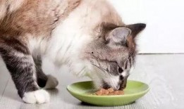 吃瓜师兄七猫,揭秘娱乐圈背后的秘密与真相