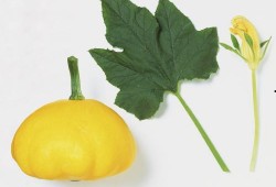 众人吃瓜树叶,揭秘吃瓜树叶的神秘魅力