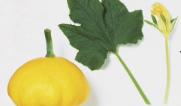 众人吃瓜树叶,揭秘吃瓜树叶的神秘魅力