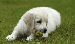 狗狗可以吃乳瓜么,乳瓜是否适合狗狗食用？