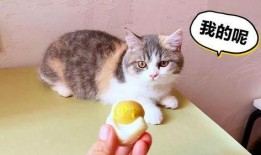 小猫吃瓜尔胶,一场意外的消化冒险