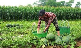 村庄吃瓜,瓜香四溢的欢乐时光