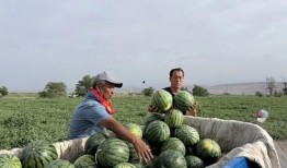 鲁县吃瓜,吃瓜群众的欢乐盛宴