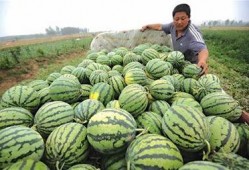 昨天的重庆人民吃瓜,街头巷尾热议“吃瓜”新闻