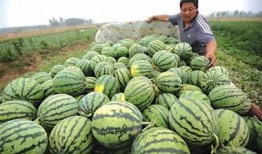 昨天的重庆人民吃瓜,街头巷尾热议“吃瓜”新闻