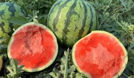 吃瓜吃瓜怎么打出来,揭秘“吃瓜吃瓜”背后的趣味与智慧