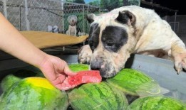 狗子可以吃三月瓜吗吗,营养与安全解析