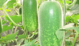 吃瓜1585272,揭秘吃瓜群众1585272背后的故事