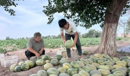 村庄吃瓜,瓜香四溢的欢乐时光