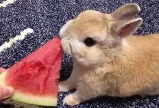 兔子可以吃熏瓜吗