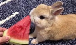 兔子可以吃熏瓜吗