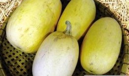 新西兰鱼翅瓜怎么吃,新西兰鱼翅瓜的多样食法探索