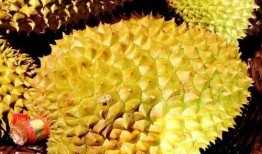 吃榴莲如何开瓜,轻松解锁美味之旅