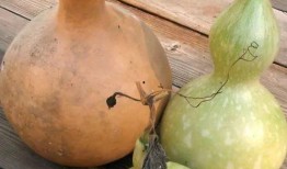 吃煮葫芦瓜,煮葫芦瓜的烹饪艺术与营养解析