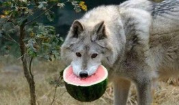 带你吃瓜 哥斯拉,带你吃瓜