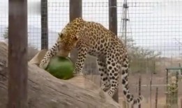 影豹吃瓜,揭秘娱乐圈幕后风云