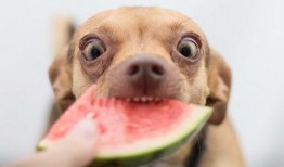 拼命吃瓜的狗,揭秘拼命吃瓜的狗狗传奇