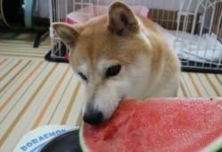 柴犬吃瓜温柔,温柔萌宠的治愈瞬间