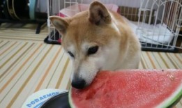 柴犬吃瓜温柔,温柔萌宠的治愈瞬间