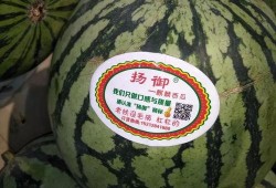 瓜瓜吃瓜作品主题,揭秘娱乐圈幕后真相