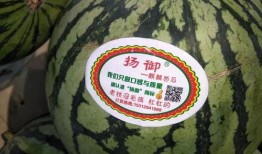 瓜瓜吃瓜作品主题,揭秘娱乐圈幕后真相