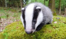 吃瓜刺猹,网络热词背后的文化现象