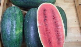 吃瓜官网黑,黑科技打造全新娱乐体验