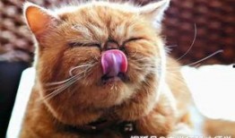 吃瓜师兄七猫,揭秘娱乐圈背后的秘密与真相