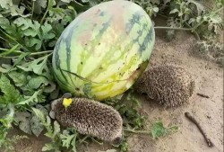 修电脑吃的大瓜