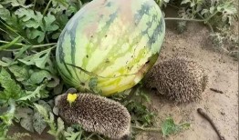 修电脑吃的大瓜