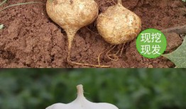 广西土瓜可以吃吗,广西土瓜的食用价值与食用方法